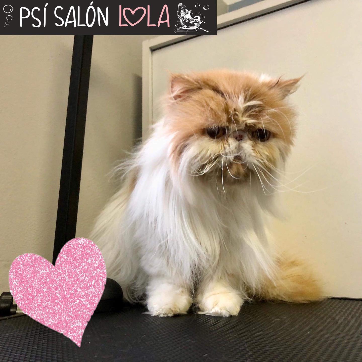 Úprava mazlíčka — Psí salon Lola Jičín