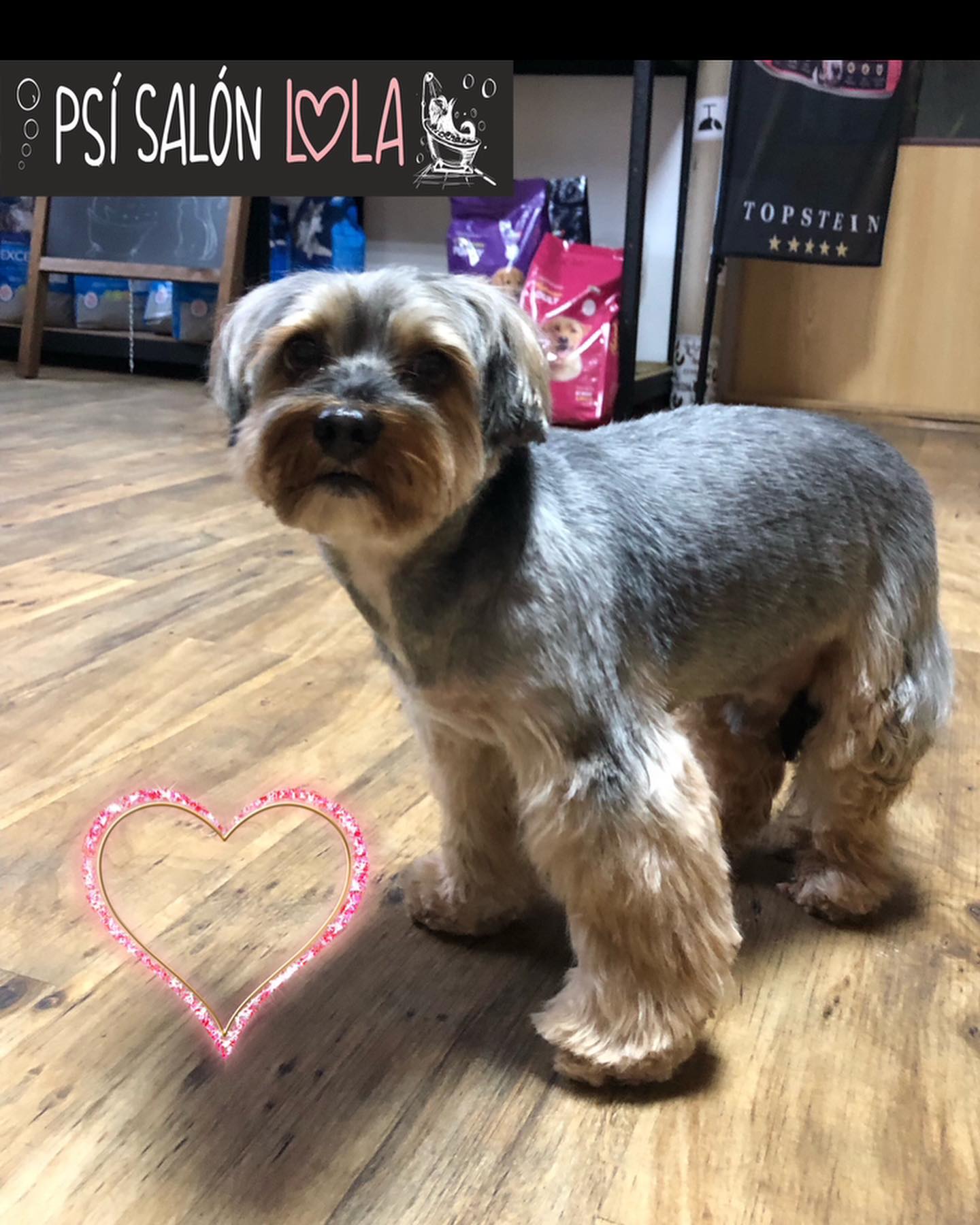 Úprava mazlíčka — Psí salon Lola Jičín