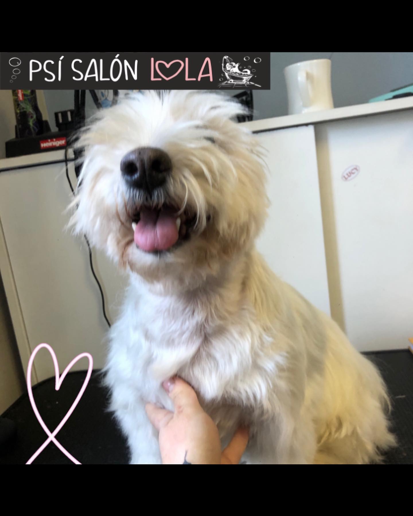 Úprava mazlíčka — Psí salon Lola Jičín