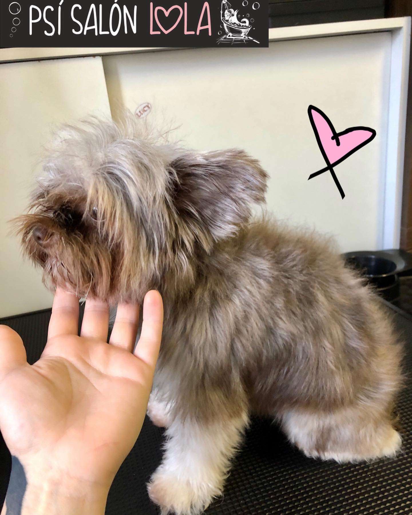 Úprava mazlíčka — Psí salon Lola Jičín