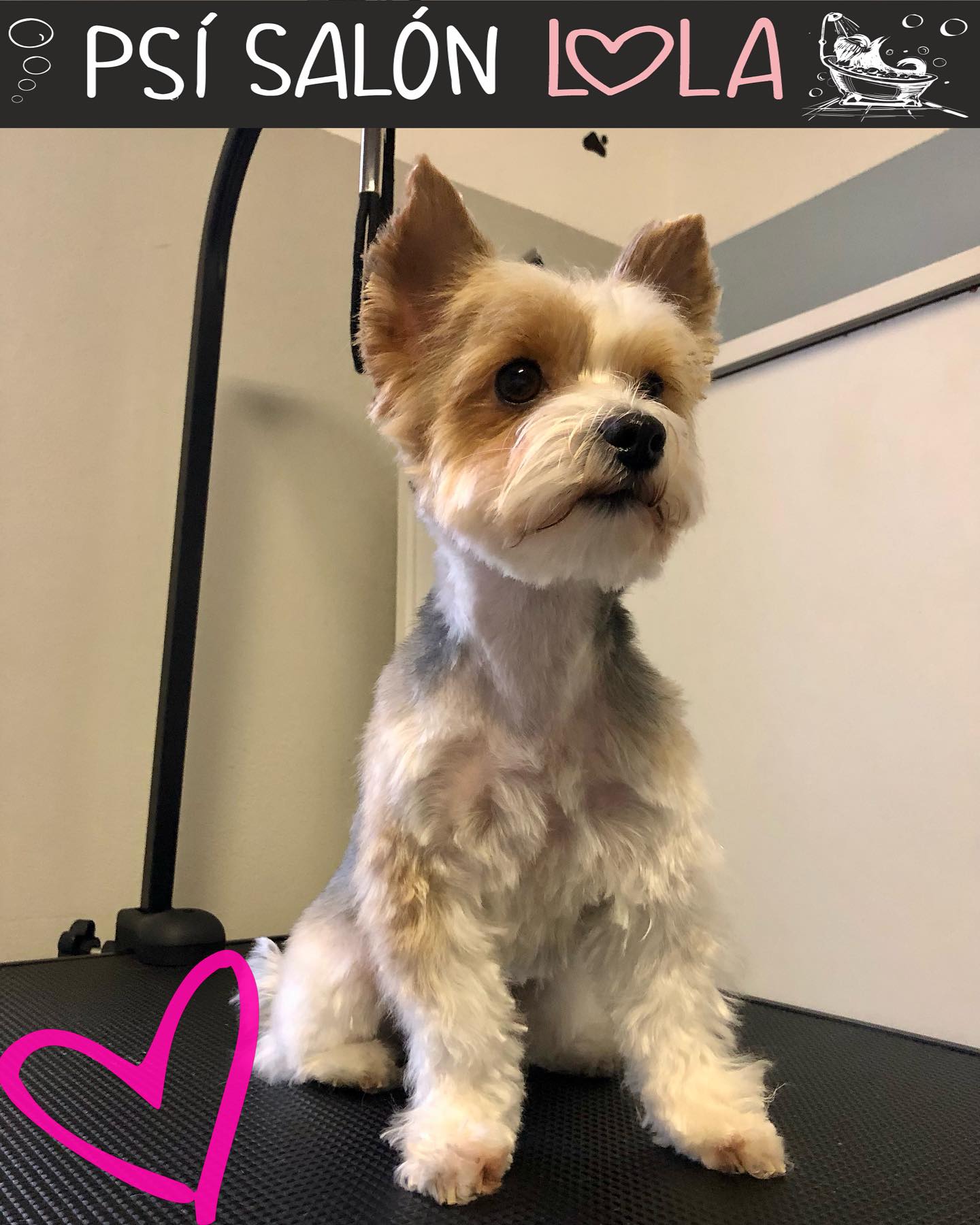 Úprava mazlíčka — Psí salon Lola Jičín