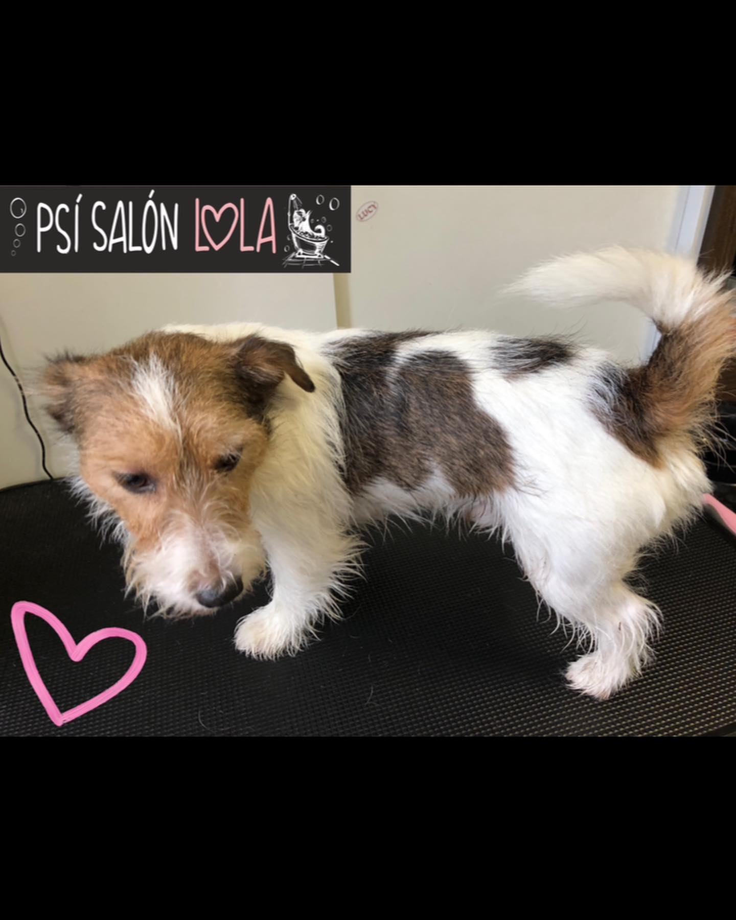 Úprava mazlíčka — Psí salon Lola Jičín