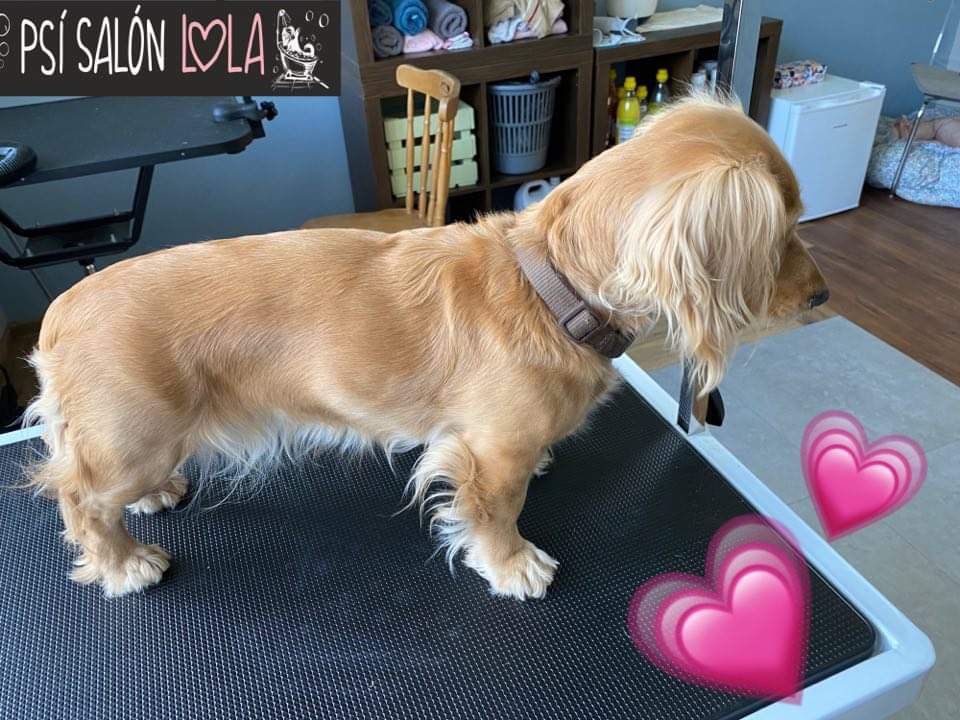 Úprava mazlíčka — Psí salon Lola Jičín