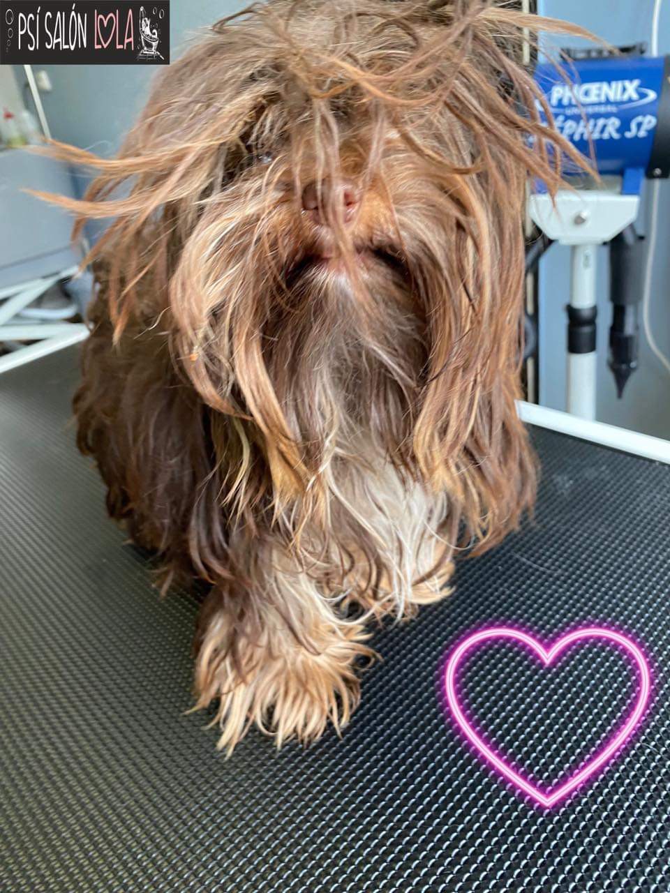 Úprava mazlíčka — Psí salon Lola Jičín