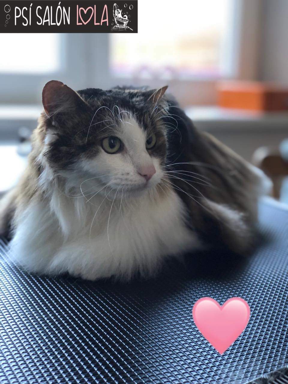 Úprava mazlíčka — Psí salon Lola Jičín