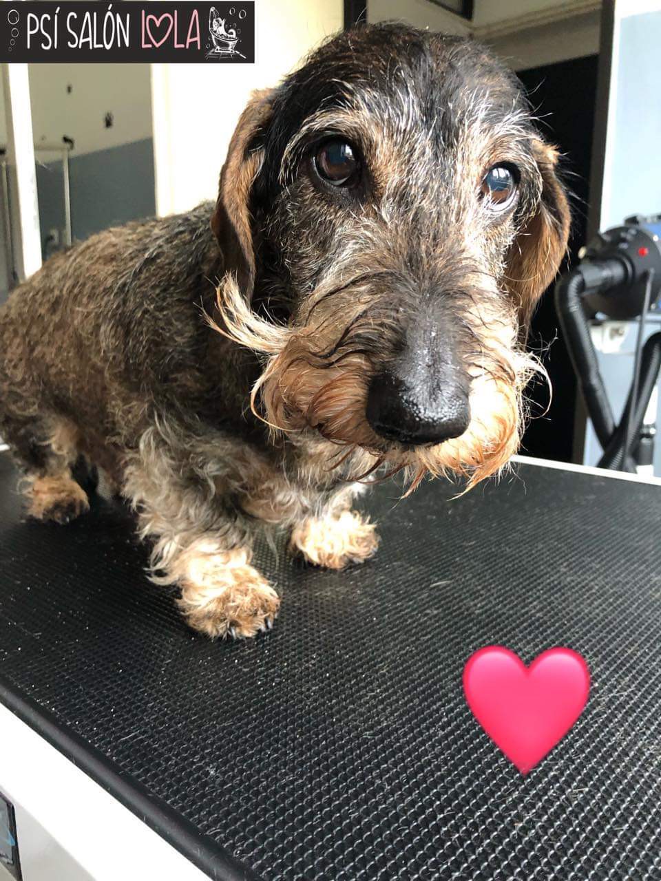 Úprava mazlíčka — Psí salon Lola Jičín