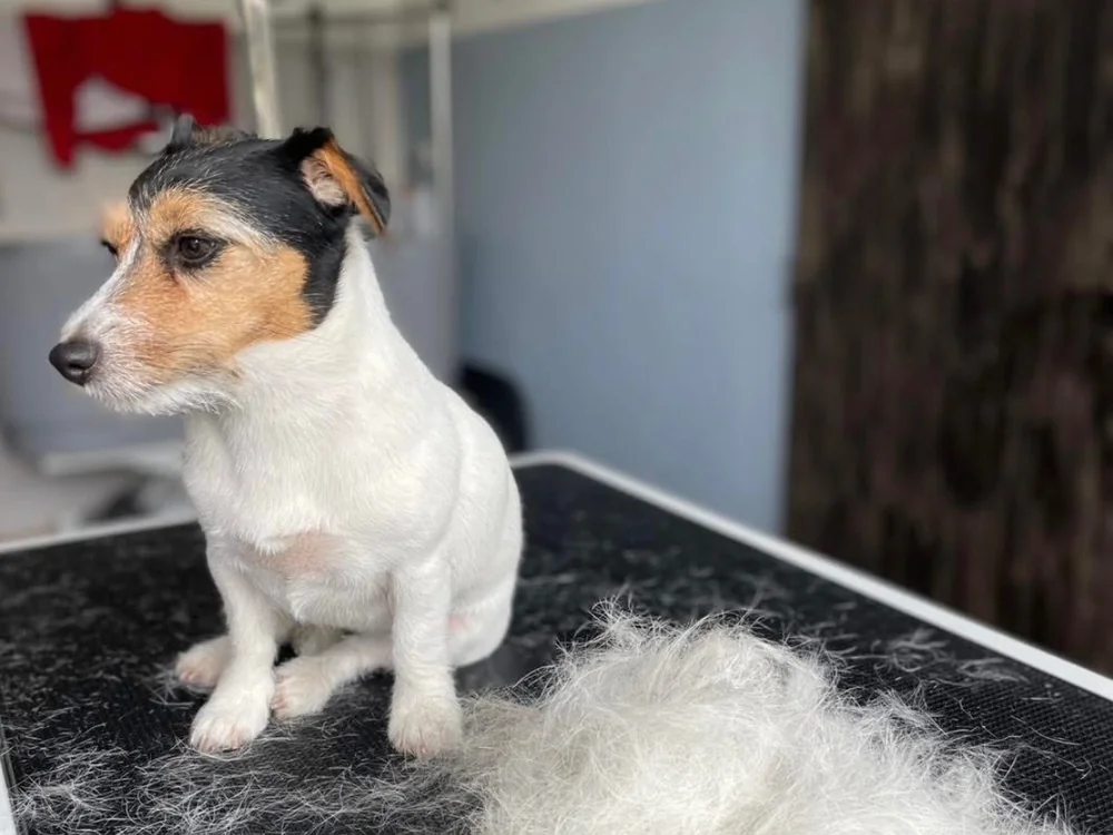 Stříhání psů — Psí salon Lola Jičín